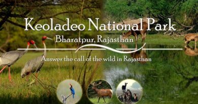 Keoladeo National Park, Bharatpur