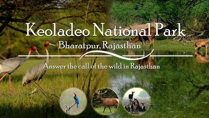 Keoladeo National Park, Bharatpur