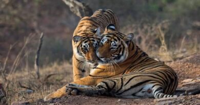 delhi to ranthambore taxi hire-1