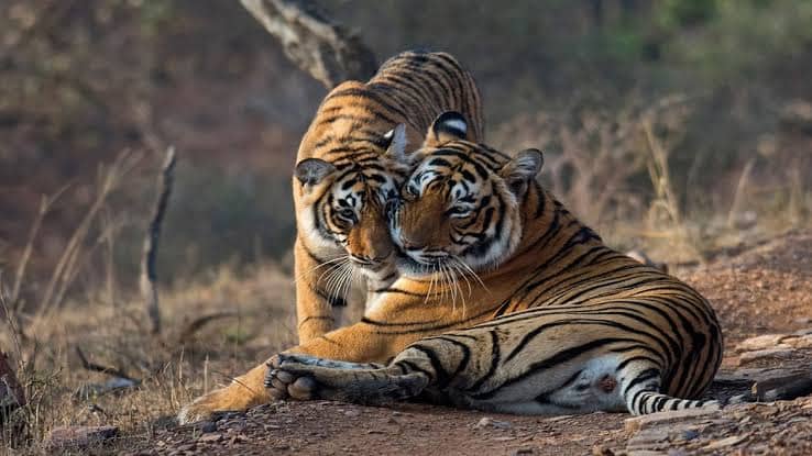 delhi to ranthambore taxi hire-1