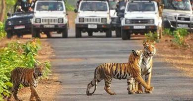 Taxi for jim corbett from delhi